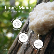 Load image into Gallery viewer, Lion&#39;s Mane Focus
